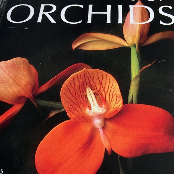 FOUR SEASONS OF ORCHIDS - Picture 9 of 10